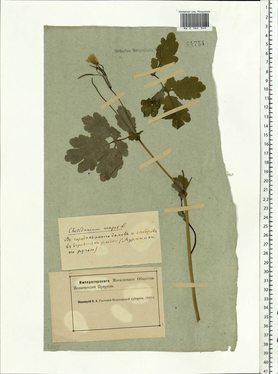 Chelidonium majus L., Eastern Europe, Northern region (E1) (Russia)