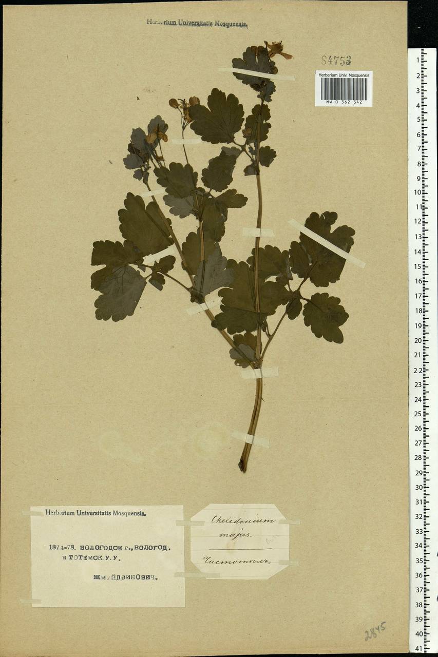 Chelidonium majus L., Eastern Europe, Northern region (E1) (Russia)
