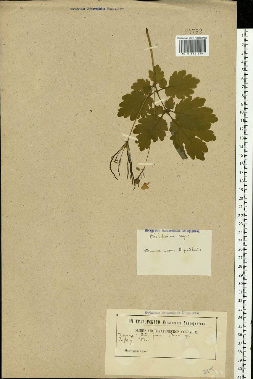 Chelidonium majus L., Eastern Europe, Belarus (E3a) (Belarus)