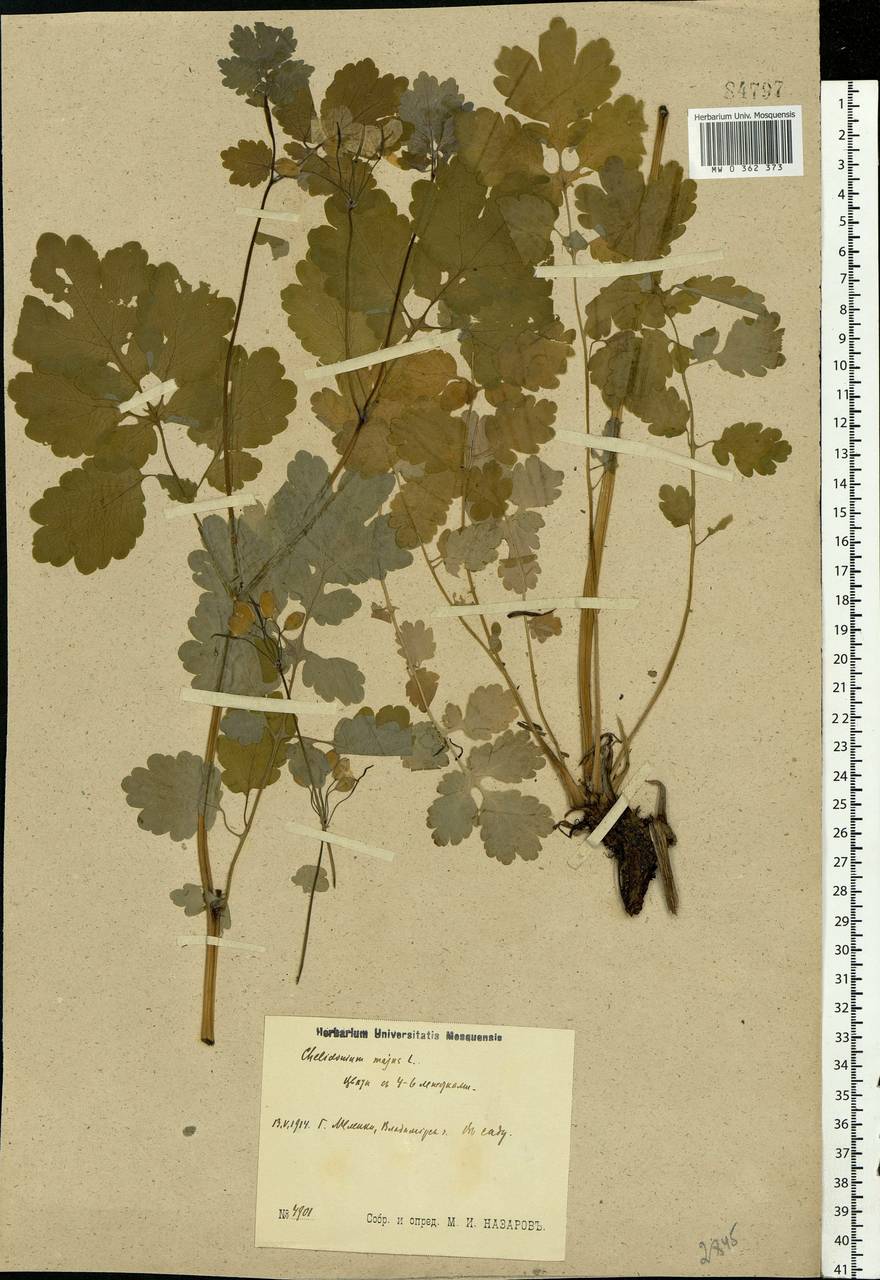 Chelidonium majus L., Eastern Europe, Central region (E4) (Russia)