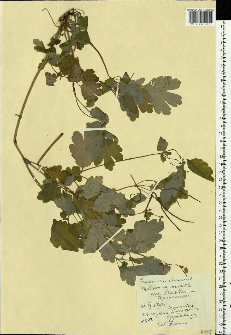 Chelidonium majus L., Eastern Europe, Central region (E4) (Russia)