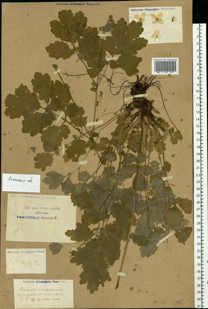 Chelidonium majus L., Eastern Europe, Central region (E4) (Russia)