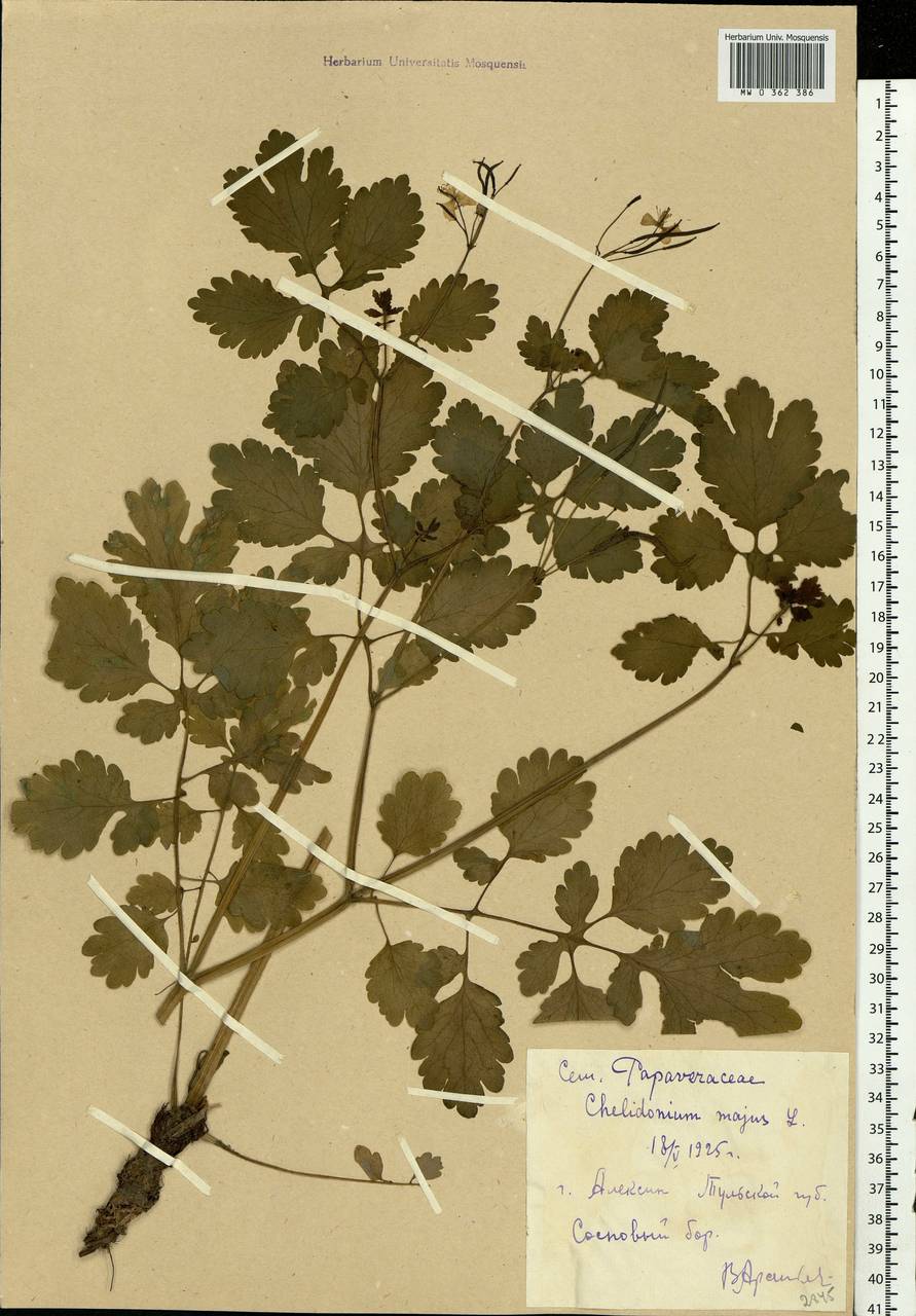 Chelidonium majus L., Eastern Europe, Central region (E4) (Russia)