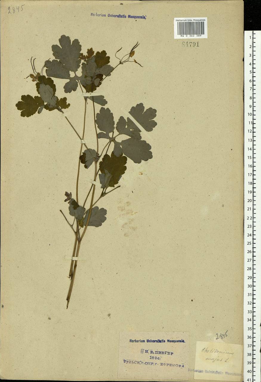Chelidonium majus L., Eastern Europe, Central region (E4) (Russia)