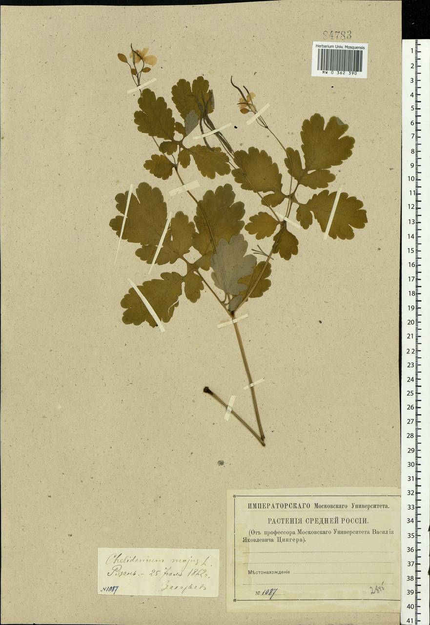 Chelidonium majus L., Eastern Europe, Central region (E4) (Russia)