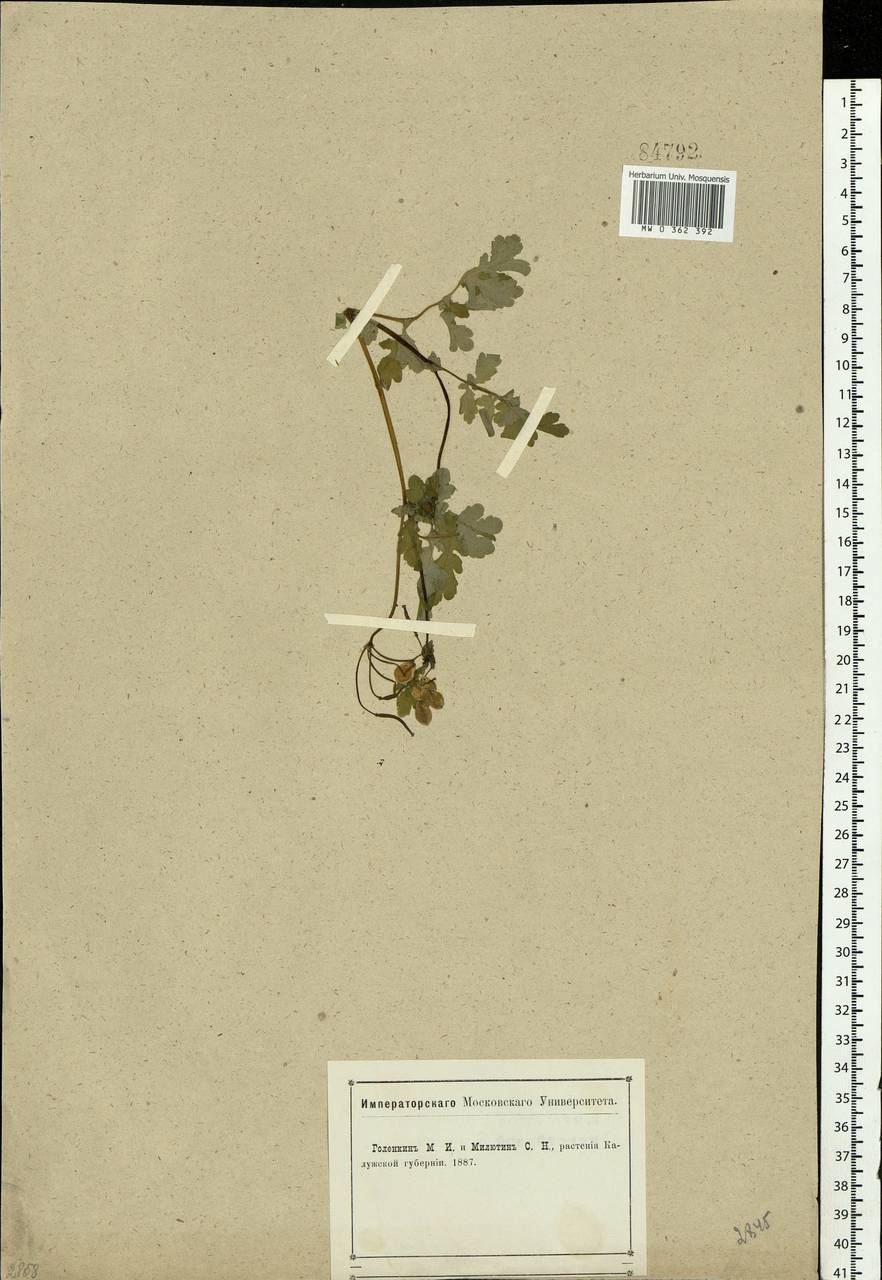 Chelidonium majus L., Eastern Europe, Central region (E4) (Russia)