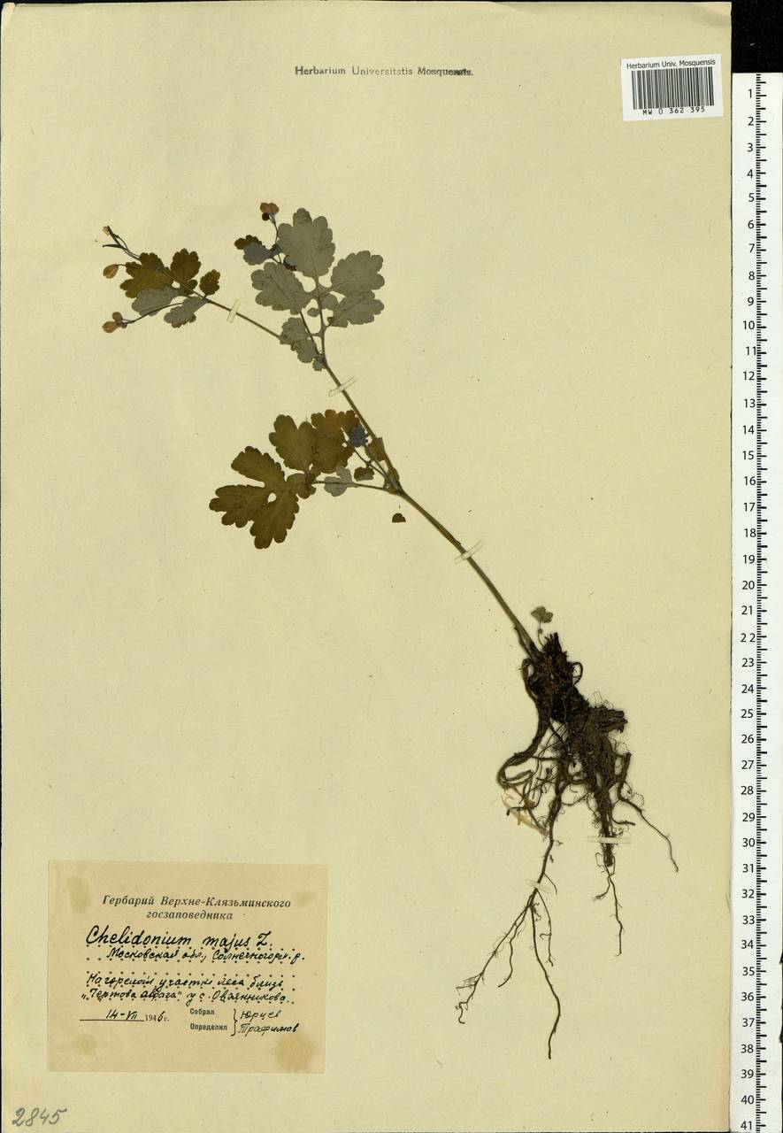 Chelidonium majus L., Eastern Europe, Moscow region (E4a) (Russia)