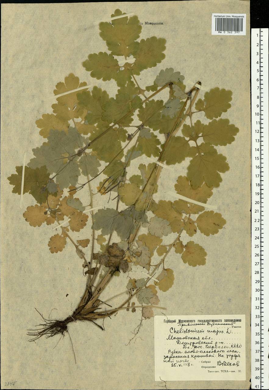 Chelidonium majus L., Eastern Europe, Moscow region (E4a) (Russia)