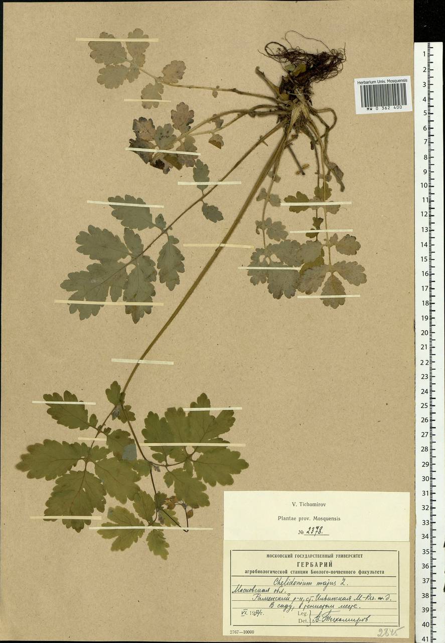 Chelidonium majus L., Eastern Europe, Moscow region (E4a) (Russia)