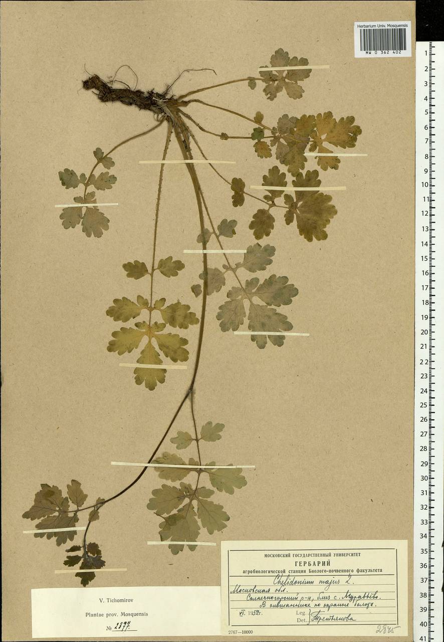 Chelidonium majus L., Eastern Europe, Moscow region (E4a) (Russia)