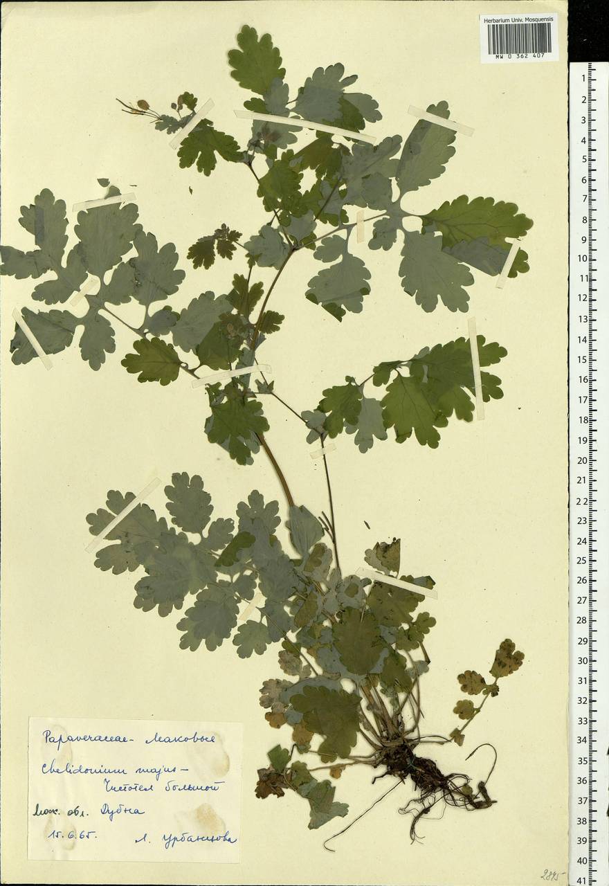 Chelidonium majus L., Eastern Europe, Moscow region (E4a) (Russia)