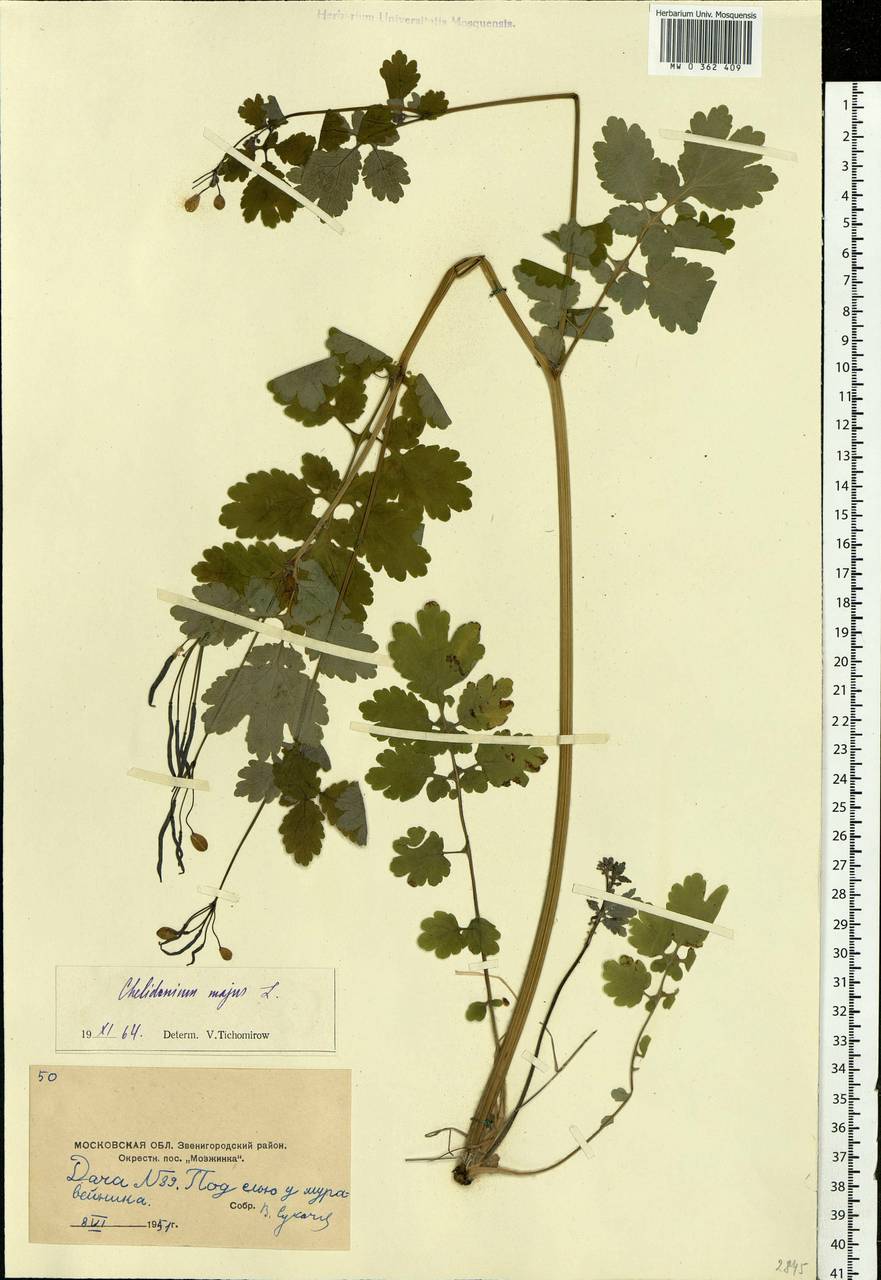 Chelidonium majus L., Eastern Europe, Moscow region (E4a) (Russia)