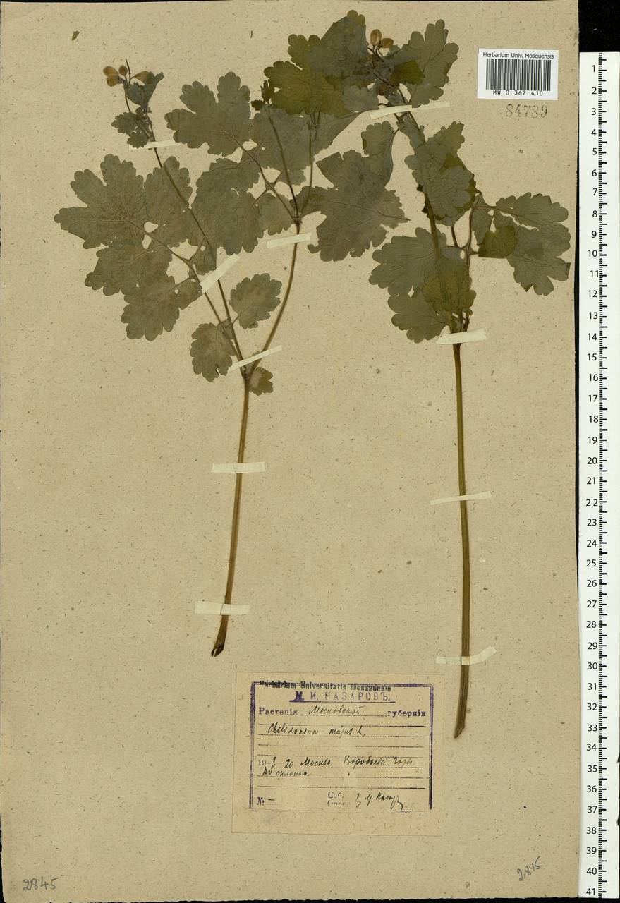 Chelidonium majus L., Eastern Europe, Moscow region (E4a) (Russia)