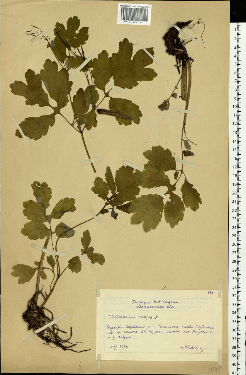 Chelidonium majus L., Eastern Europe, Moscow region (E4a) (Russia)