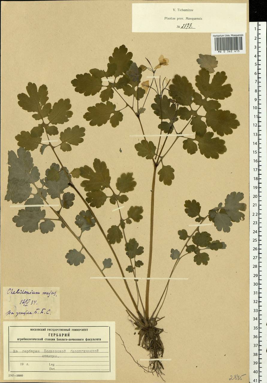 Chelidonium majus L., Eastern Europe, Moscow region (E4a) (Russia)