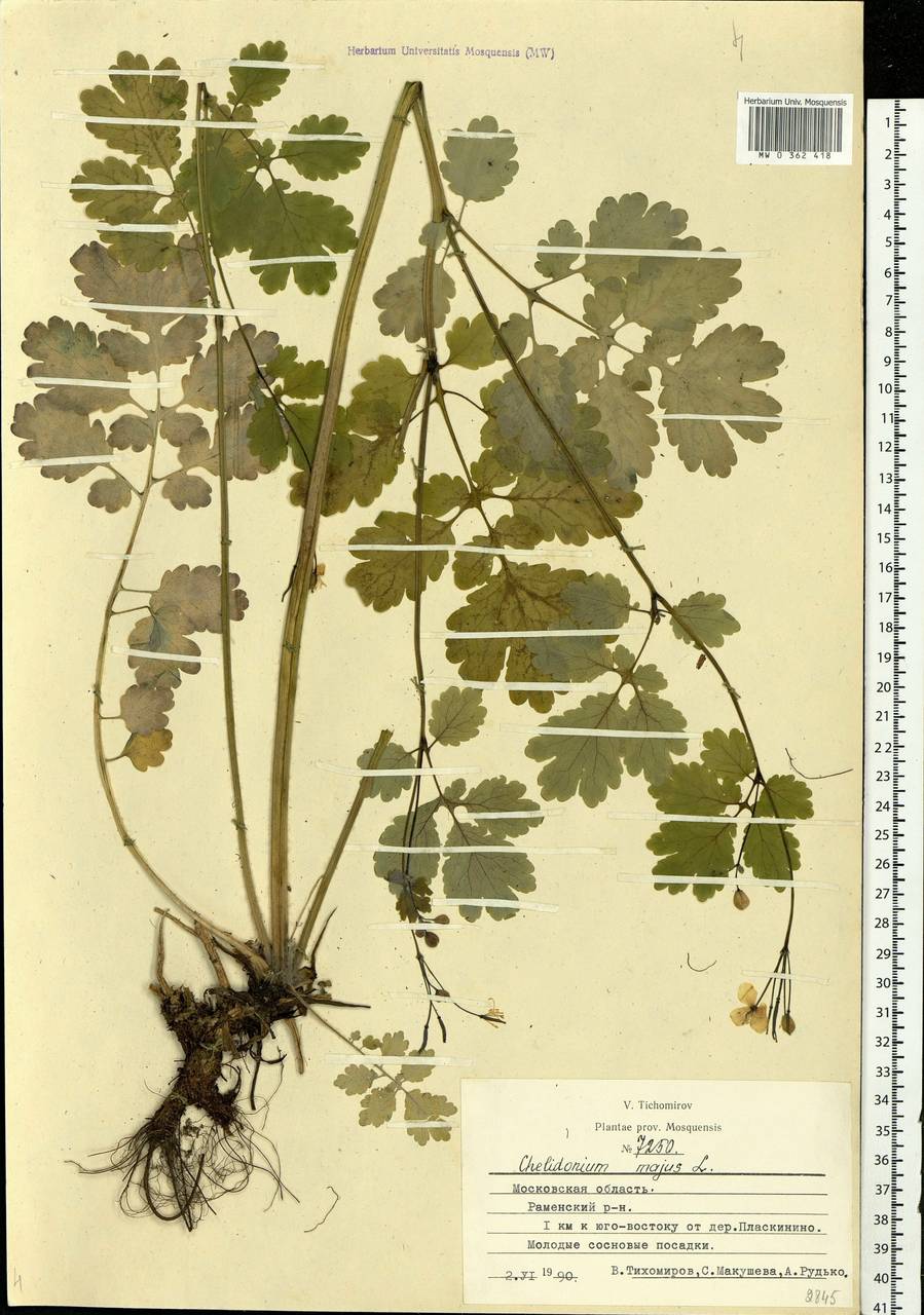 Chelidonium majus L., Eastern Europe, Moscow region (E4a) (Russia)