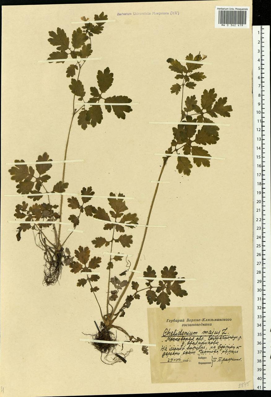 Chelidonium majus L., Eastern Europe, Moscow region (E4a) (Russia)