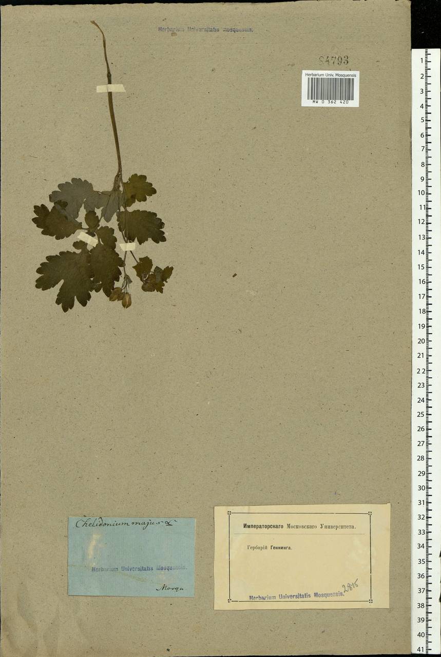 Chelidonium majus L., Eastern Europe, Moscow region (E4a) (Russia)