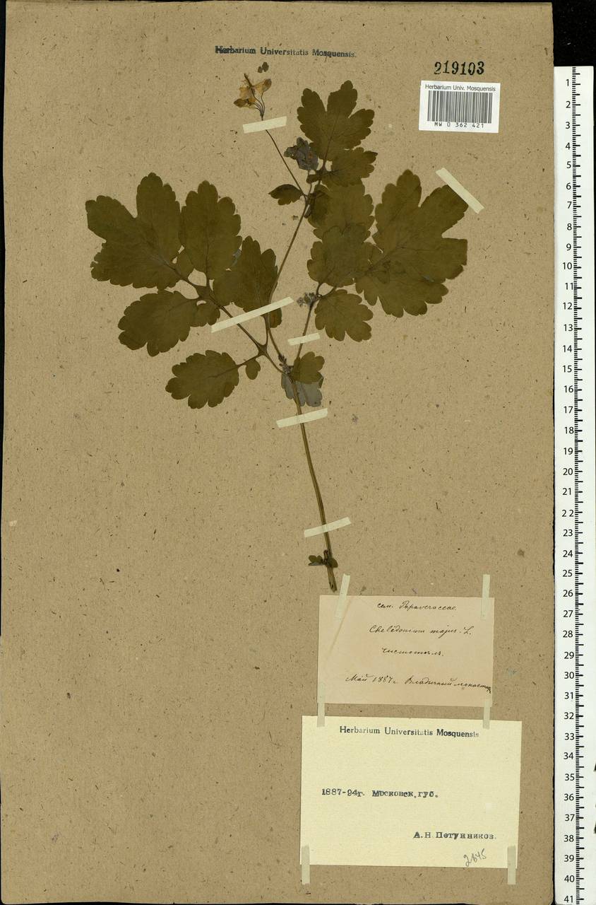 Chelidonium majus L., Eastern Europe, Moscow region (E4a) (Russia)