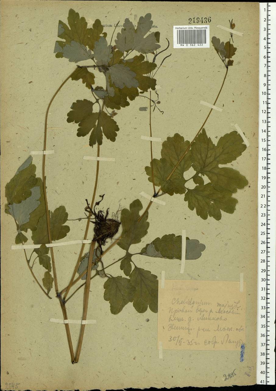 Chelidonium majus L., Eastern Europe, Moscow region (E4a) (Russia)
