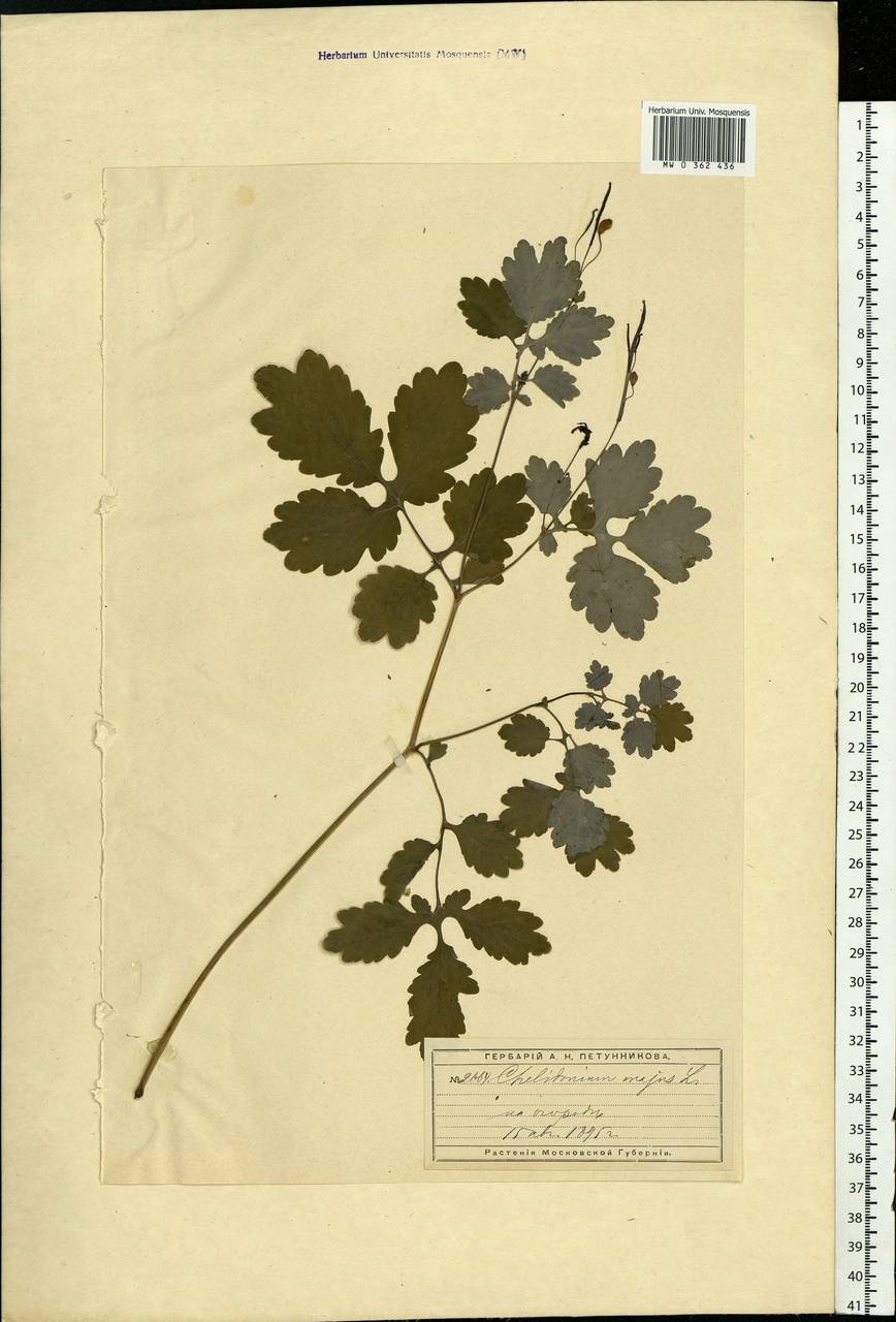 Chelidonium majus L., Eastern Europe, Moscow region (E4a) (Russia)
