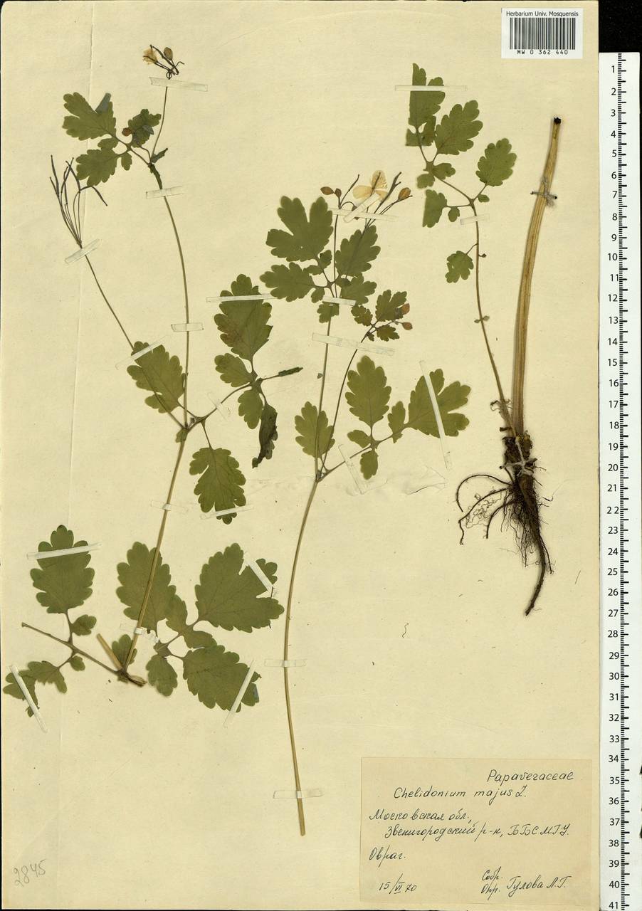 Chelidonium majus L., Eastern Europe, Moscow region (E4a) (Russia)