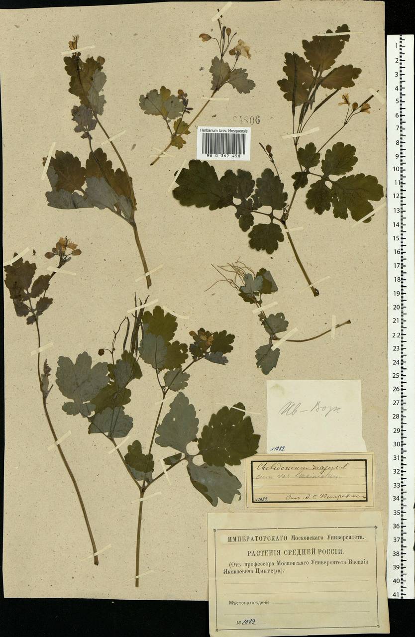 Chelidonium majus L., Eastern Europe, Central forest region (E5) (Russia)