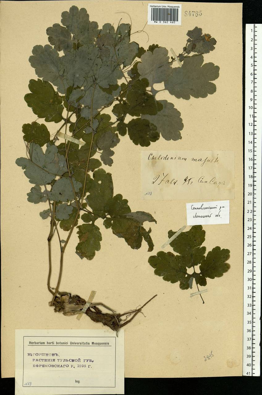 Chelidonium majus L., Eastern Europe, Central forest-and-steppe region (E6) (Russia)
