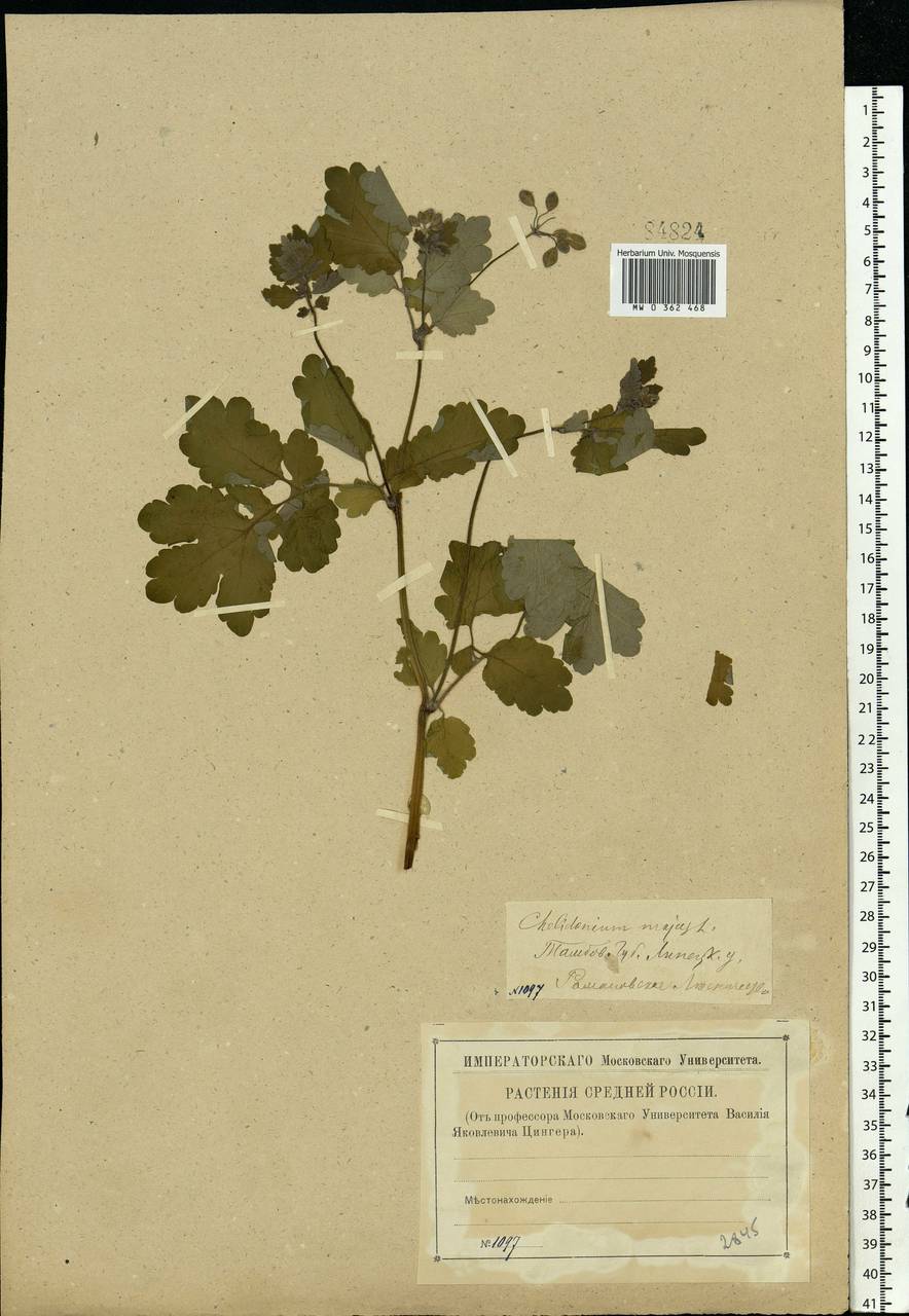 Chelidonium majus L., Eastern Europe, Central forest-and-steppe region (E6) (Russia)