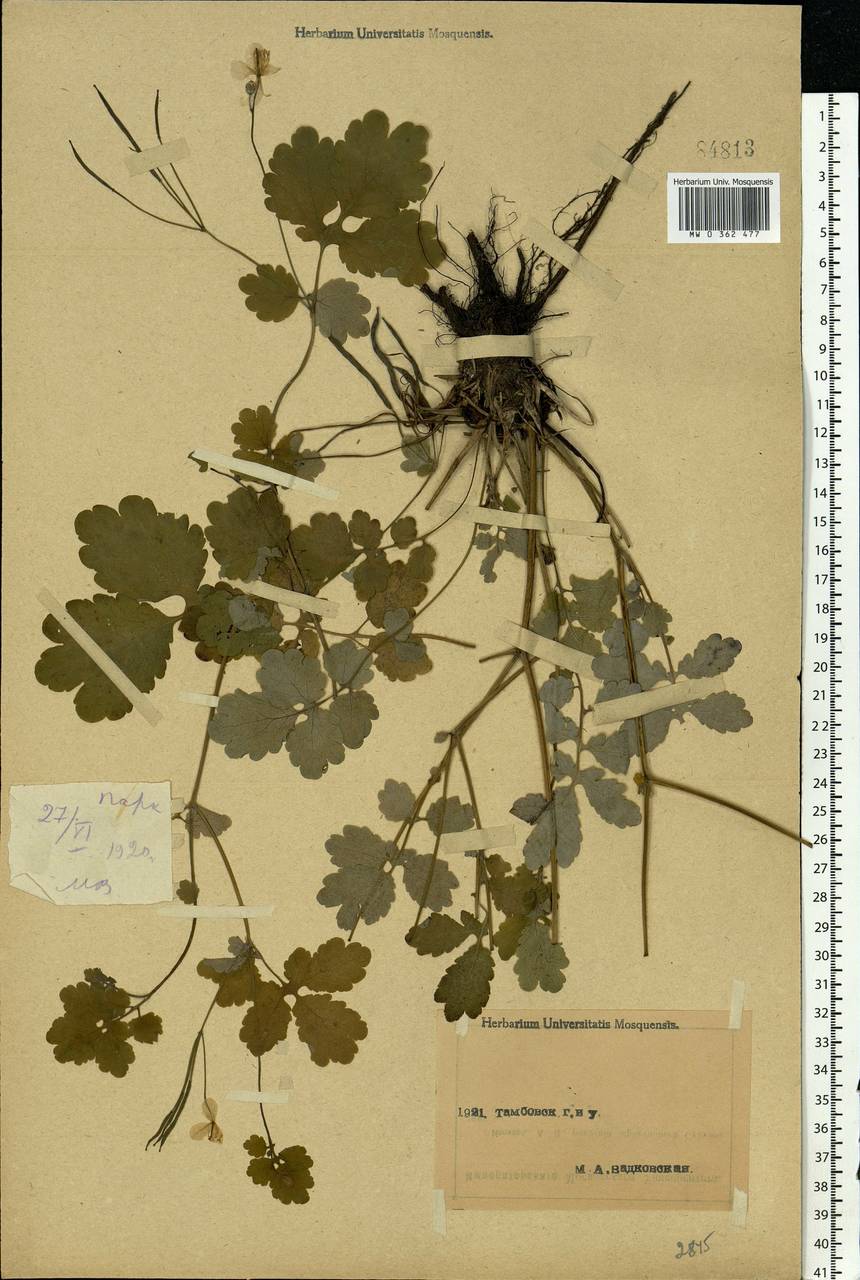 Chelidonium majus L., Eastern Europe, Central forest-and-steppe region (E6) (Russia)