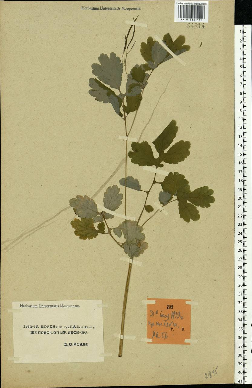 Chelidonium majus L., Eastern Europe, Central forest-and-steppe region (E6) (Russia)