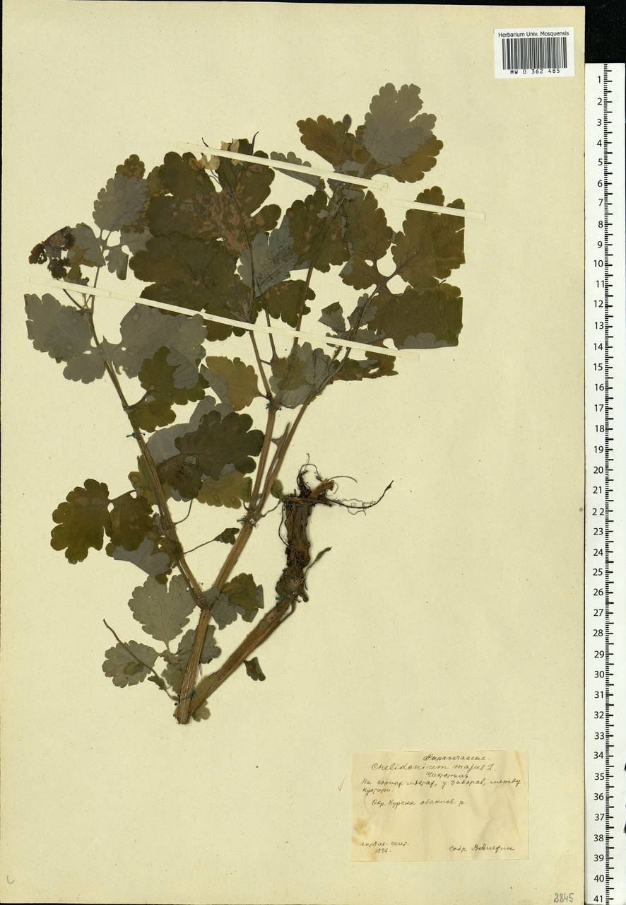 Chelidonium majus L., Eastern Europe, Central forest-and-steppe region (E6) (Russia)
