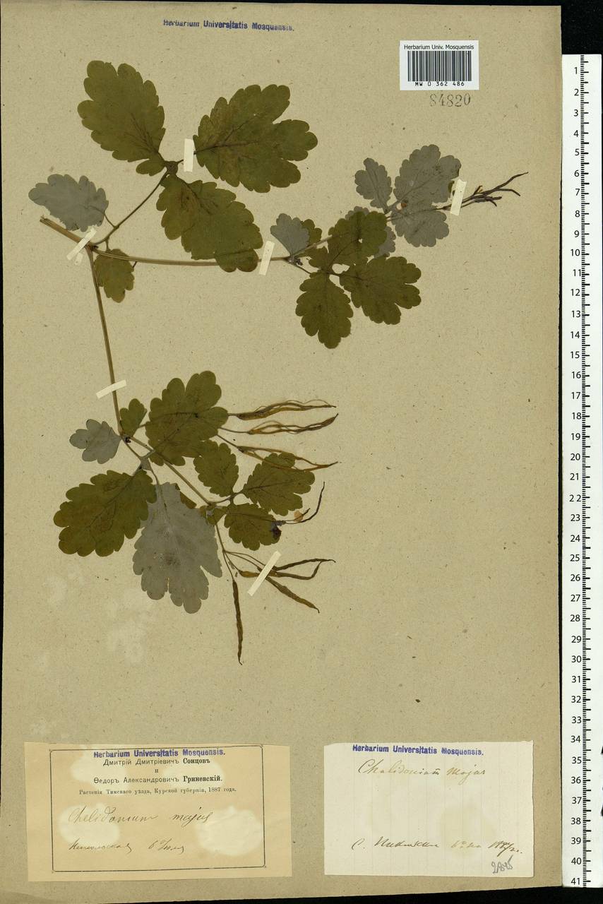 Chelidonium majus L., Eastern Europe, Central forest-and-steppe region (E6) (Russia)