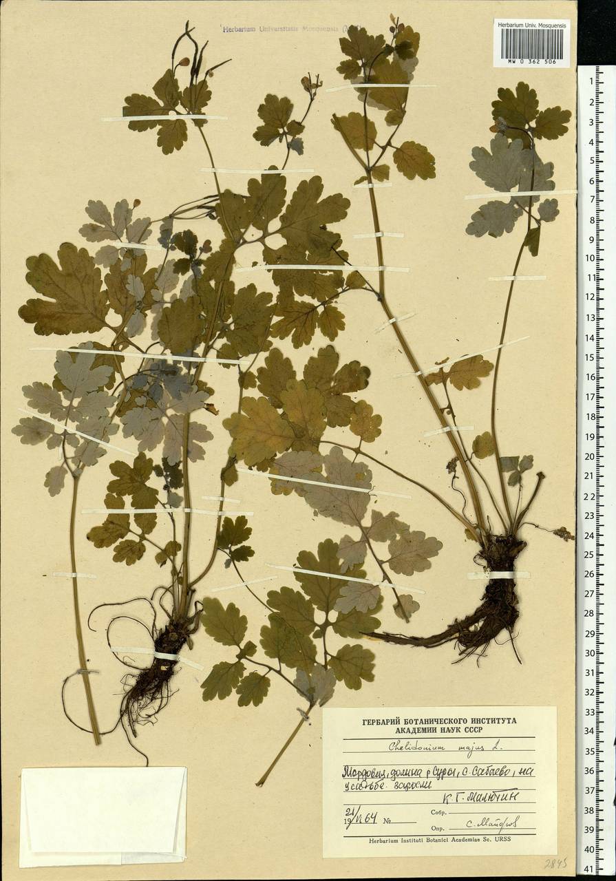 Chelidonium majus L., Eastern Europe, Middle Volga region (E8) (Russia)