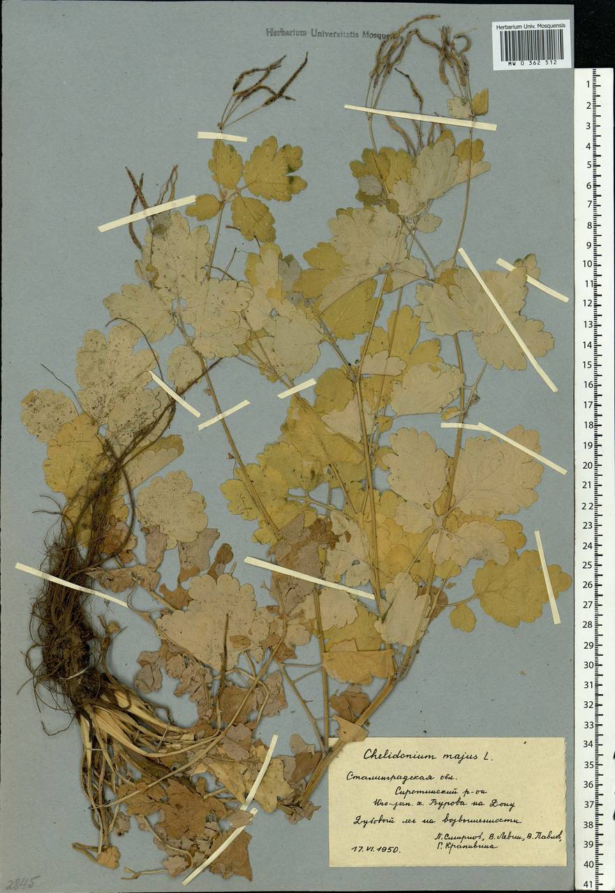 Chelidonium majus L., Eastern Europe, Lower Volga region (E9) (Russia)