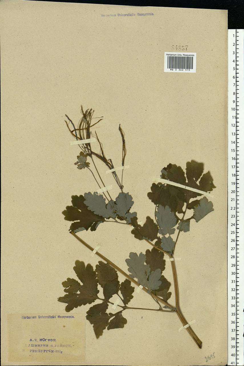 Chelidonium majus L., Eastern Europe, Eastern region (E10) (Russia)