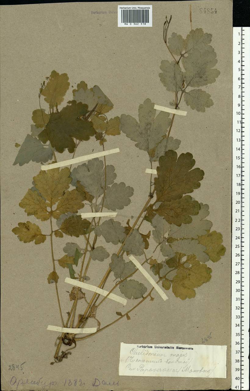 Chelidonium majus L., Eastern Europe, Eastern region (E10) (Russia)