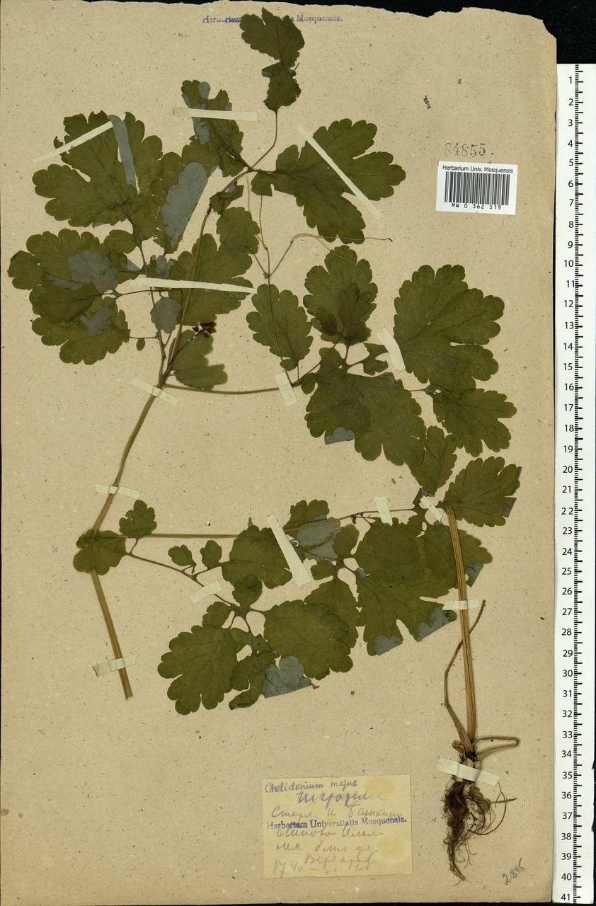Chelidonium majus L., Eastern Europe, Eastern region (E10) (Russia)