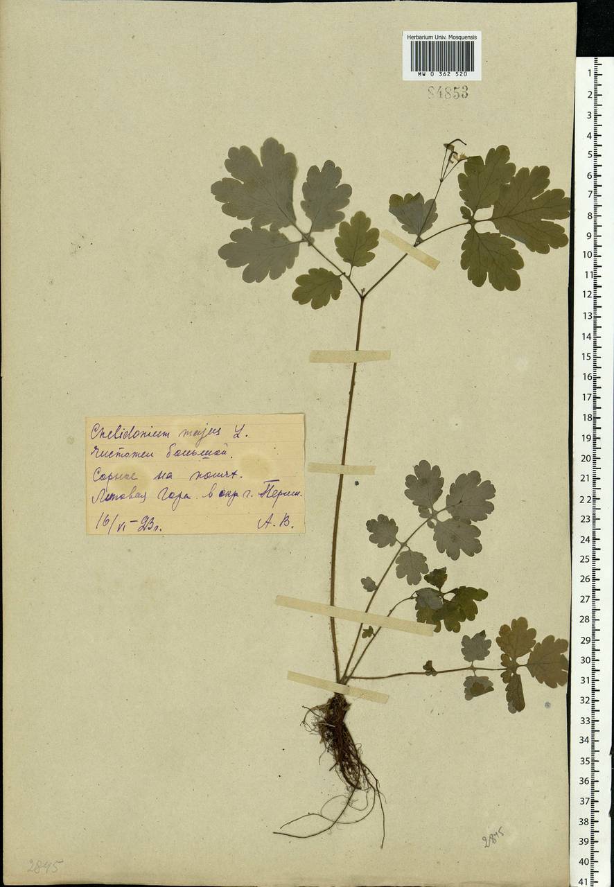 Chelidonium majus L., Eastern Europe, Eastern region (E10) (Russia)