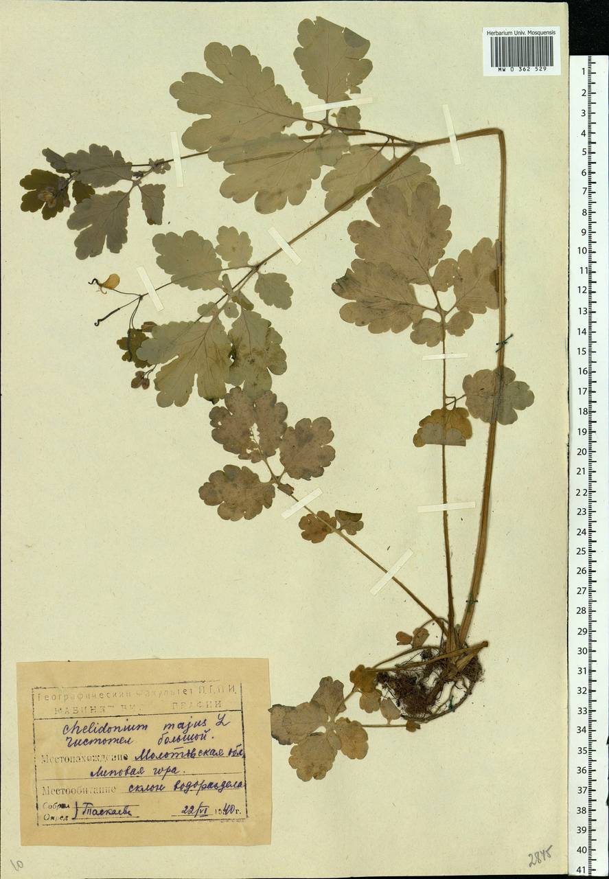 Chelidonium majus L., Eastern Europe, Eastern region (E10) (Russia)