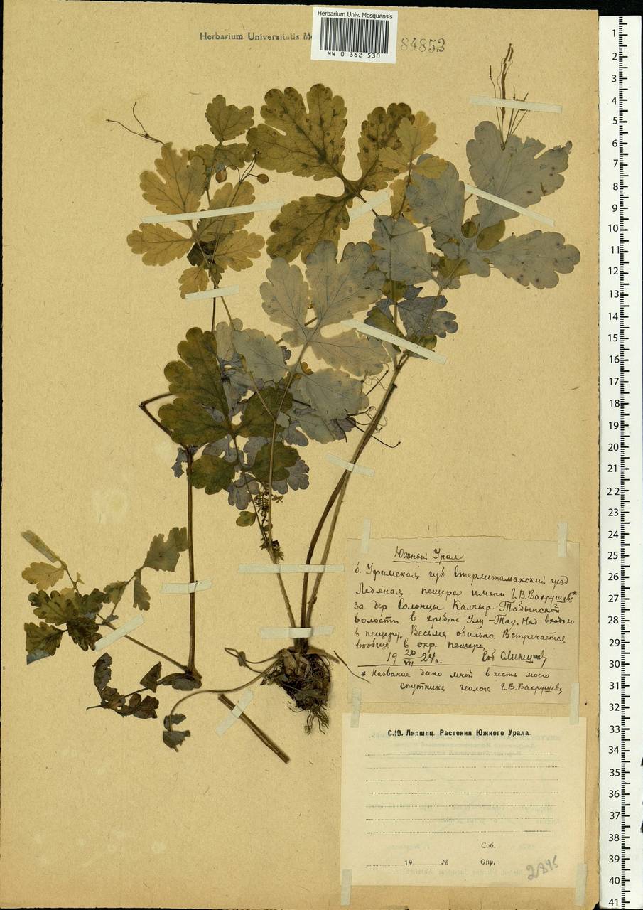 Chelidonium majus L., Eastern Europe, Eastern region (E10) (Russia)