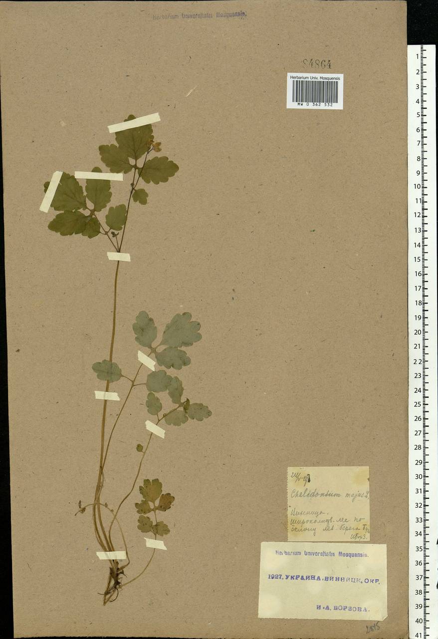 Chelidonium majus L., Eastern Europe, South Ukrainian region (E12) (Ukraine)