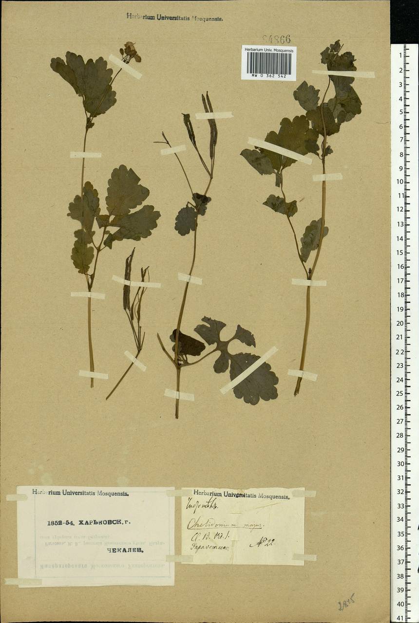 Chelidonium majus L., Eastern Europe, North Ukrainian region (E11) (Ukraine)