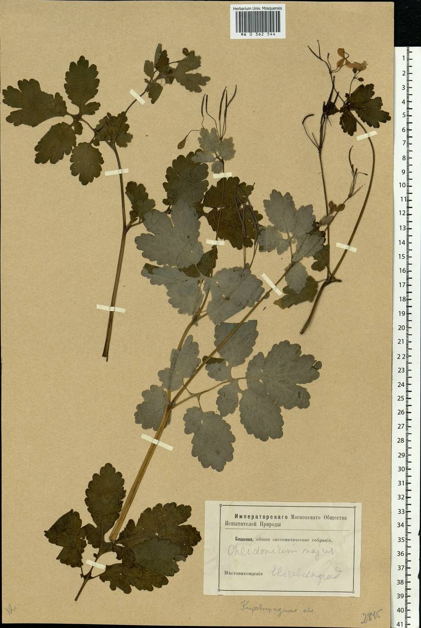 Chelidonium majus L., Eastern Europe, South Ukrainian region (E12) (Ukraine)