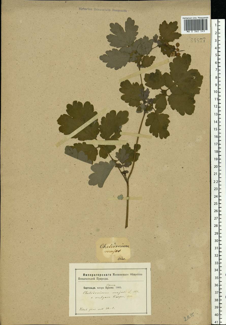 Chelidonium majus L., Eastern Europe, South Ukrainian region (E12) (Ukraine)