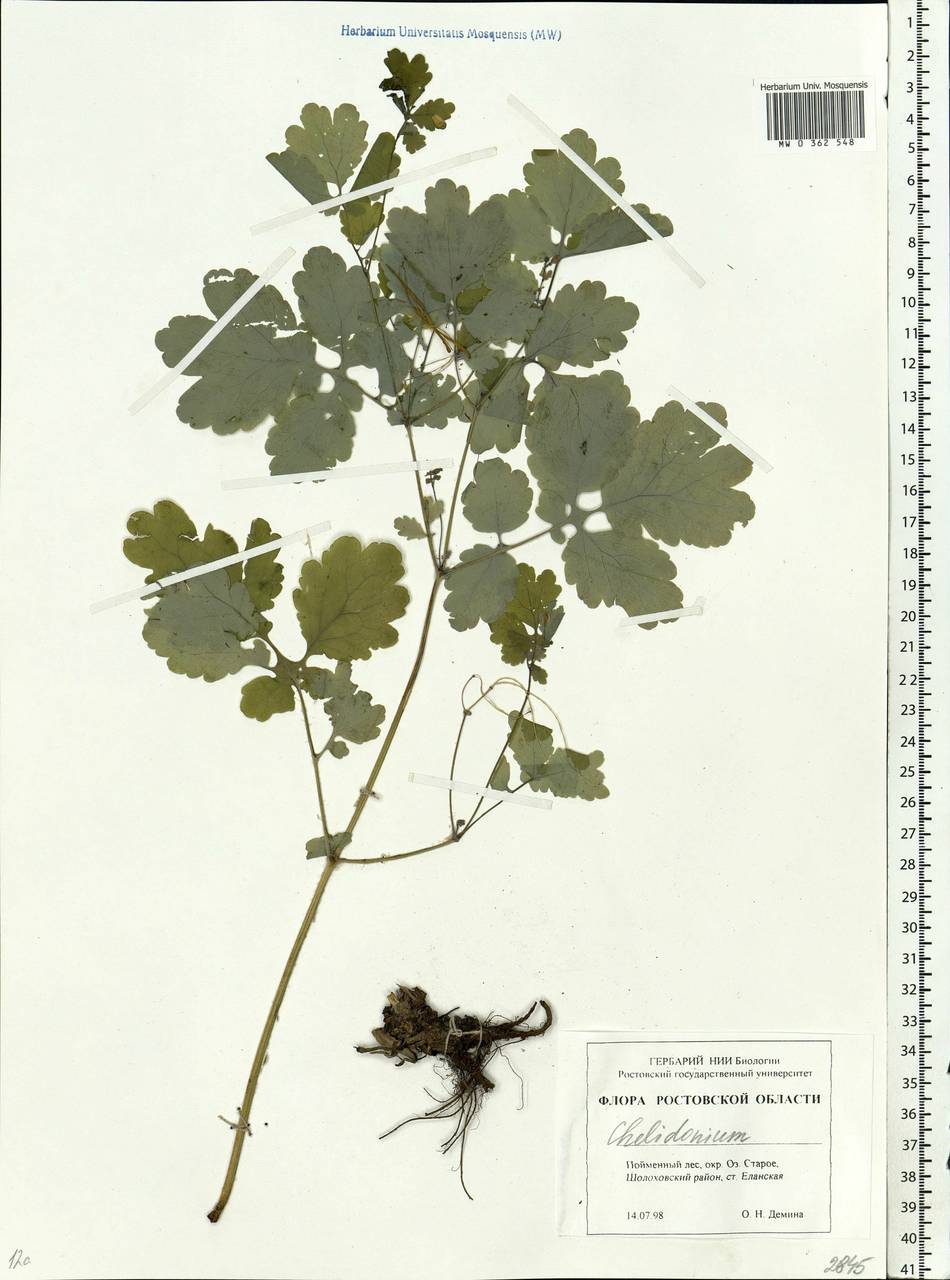 Chelidonium majus L., Eastern Europe, Rostov Oblast (E12a) (Russia)