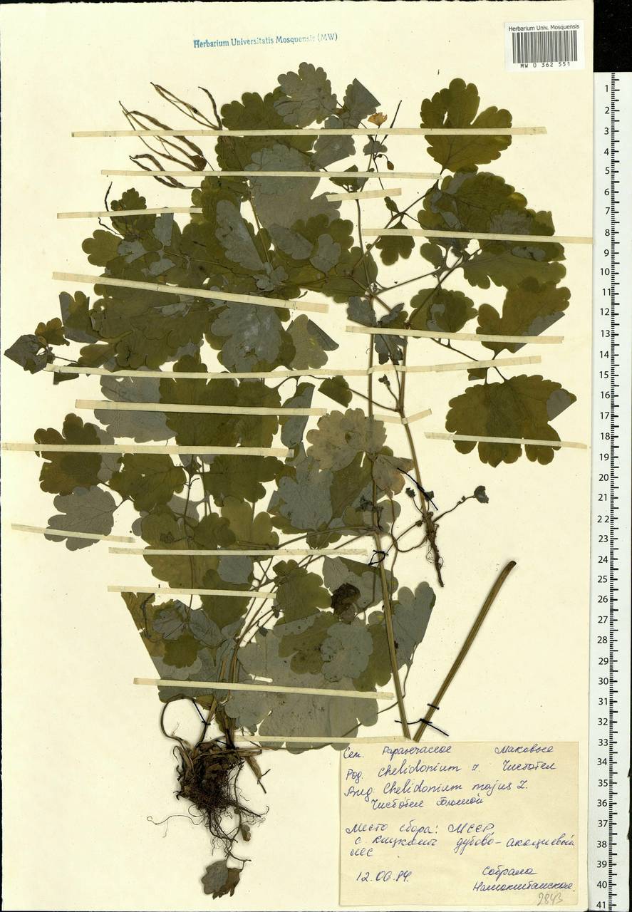 Chelidonium majus L., Eastern Europe, Moldova (E13a) (Moldova)