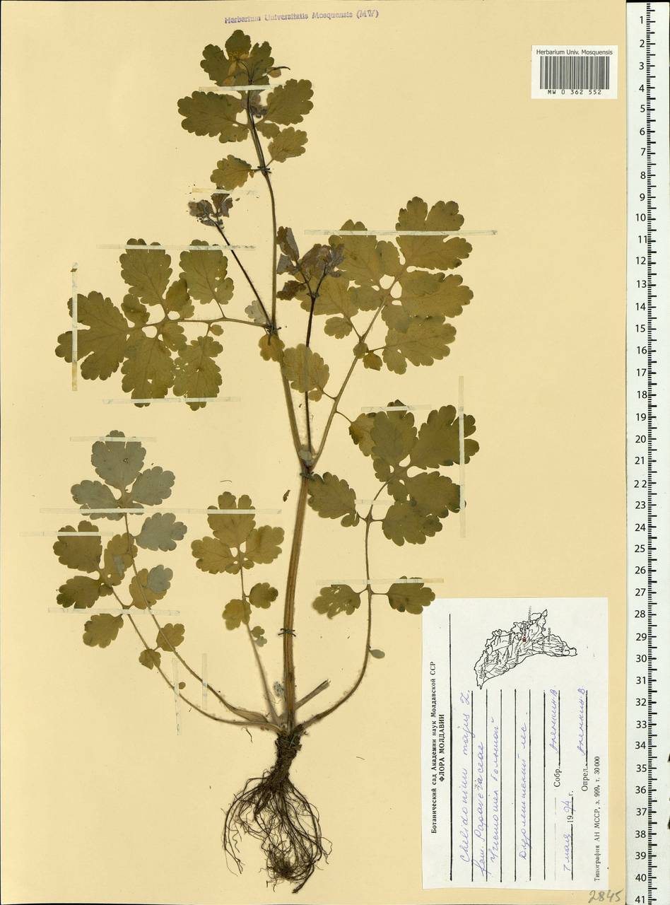 Chelidonium majus L., Eastern Europe, Moldova (E13a) (Moldova)