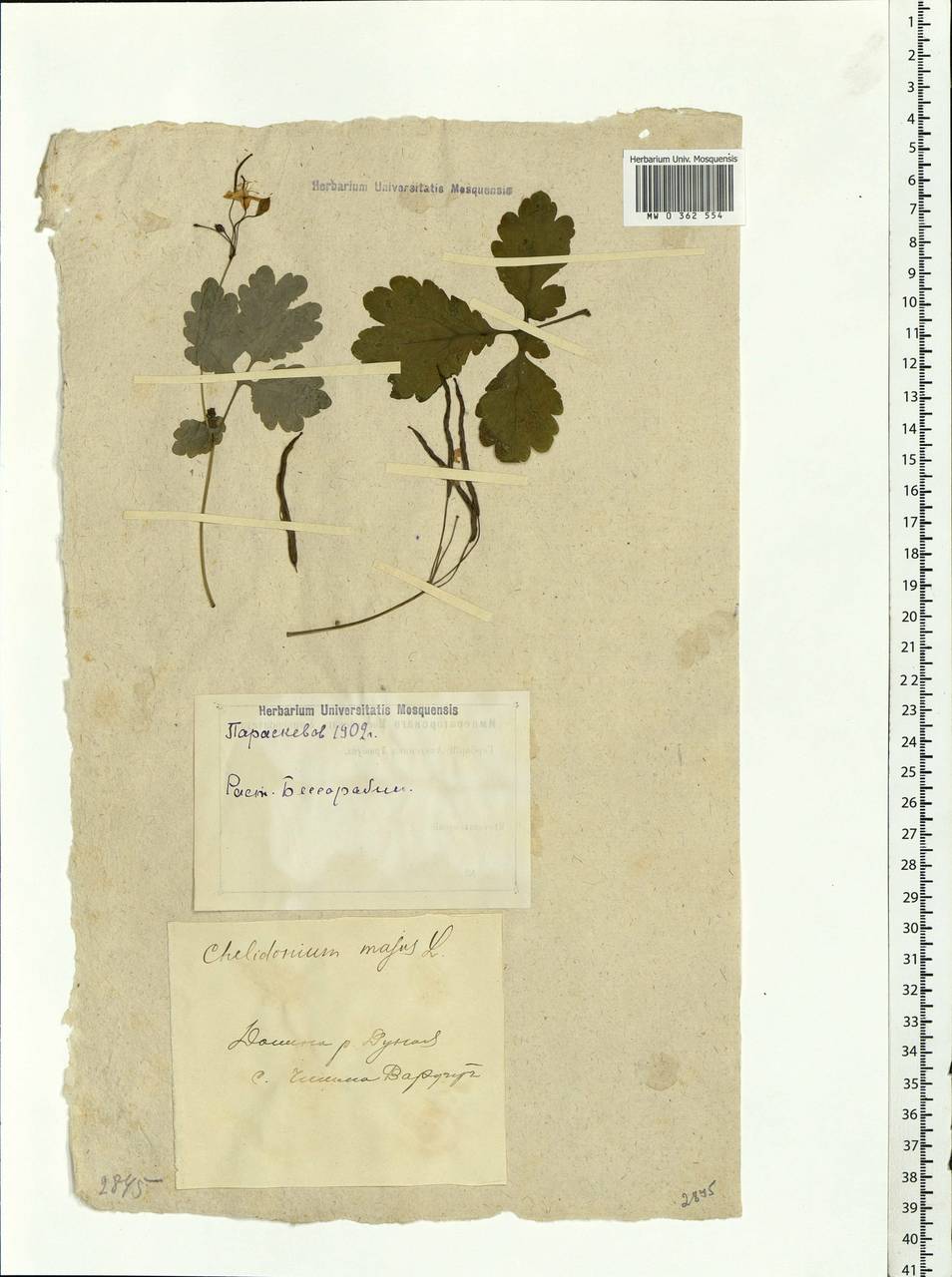 Chelidonium majus L., Eastern Europe, South Ukrainian region (E12) (Ukraine)