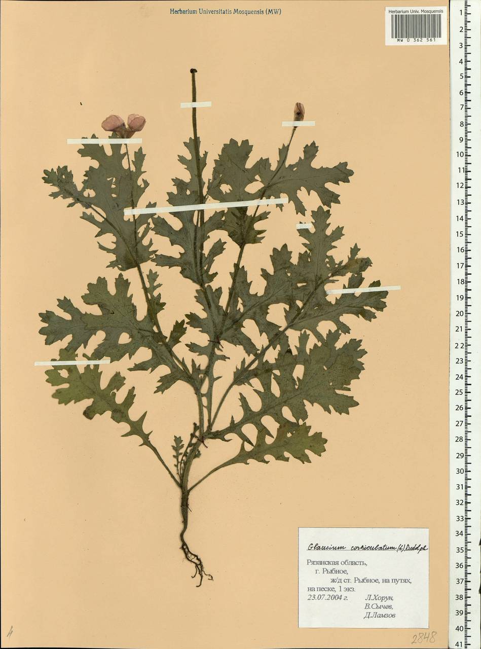 Glaucium corniculatum (L.) Rudolph, Eastern Europe, Central region (E4) (Russia)